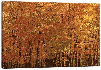 Maple Forest At Peak Canvas Art Print - Brian Wolf