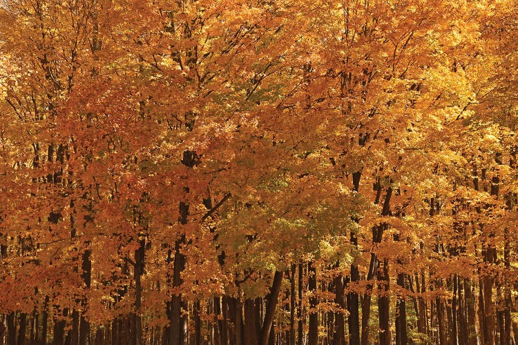 Maple Forest At Peak by Brian Wolf wall art