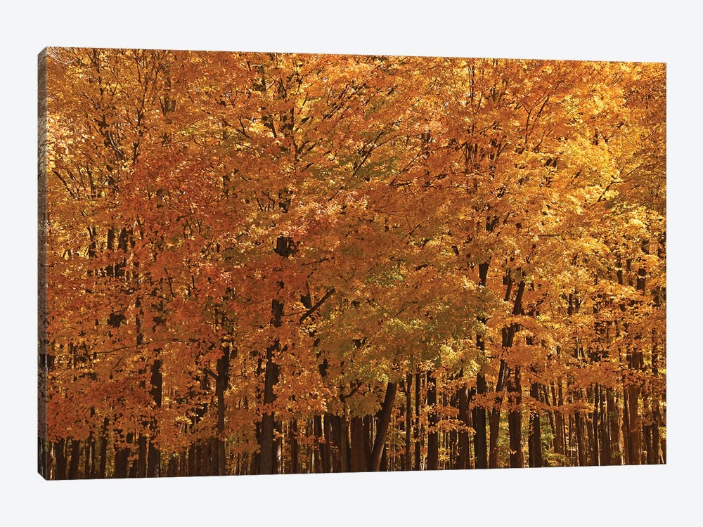 Maple Forest At Peak by Brian Wolf 1-piece Canvas Print