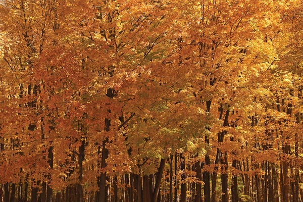 Brian Wolf: Maple Forest At Peak by Brian Wolf