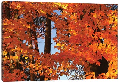 Window In The Maples Canvas Art Print - Brian Wolf