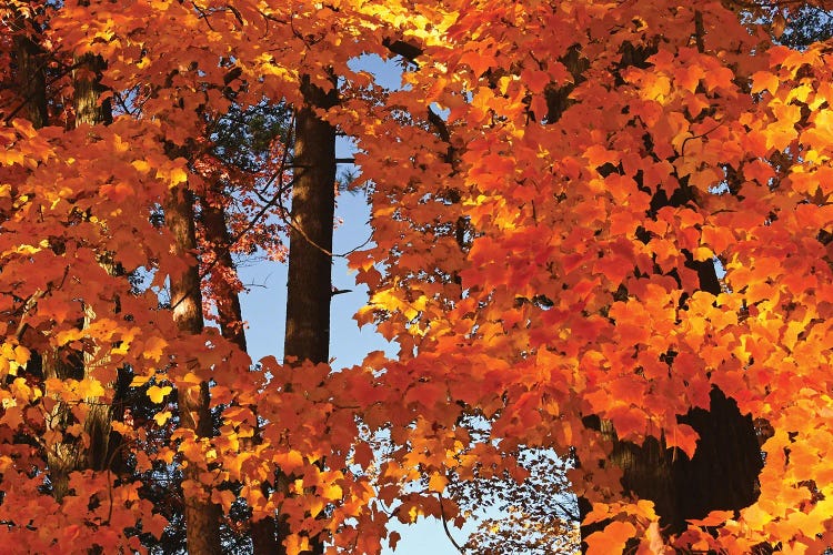 Window In The Maples by Brian Wolf wall art
