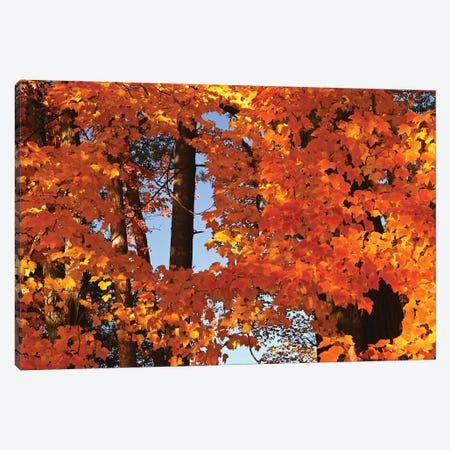 Window In The Maples Canvas Print #BWF578} by Brian Wolf Canvas Wall Art