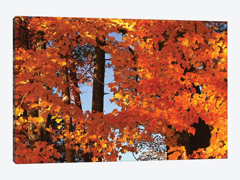 Window In The Maples by Brian Wolf 1-piece Canvas Wall Art