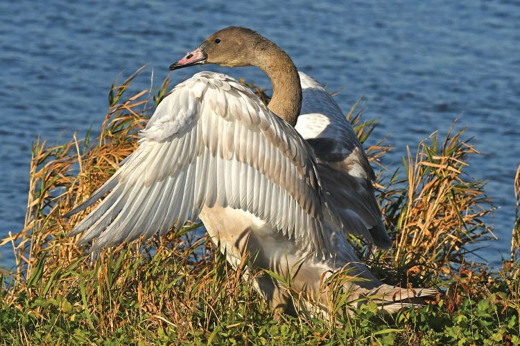 Exercising - Trumpeter Swan Cygnet