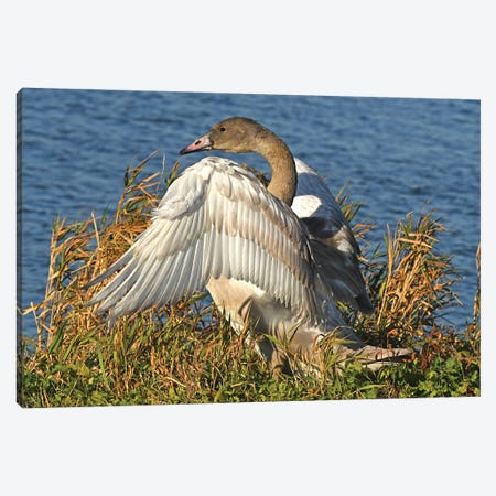 Exercising - Trumpeter Swan Cygnet Canvas Print #BWF579} by Brian Wolf Canvas Wall Art