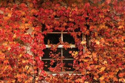 The Window by Brian Wolf art print