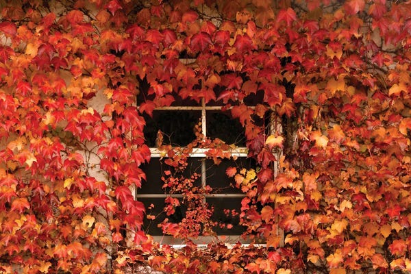 Brian Wolf: The Window by Brian Wolf