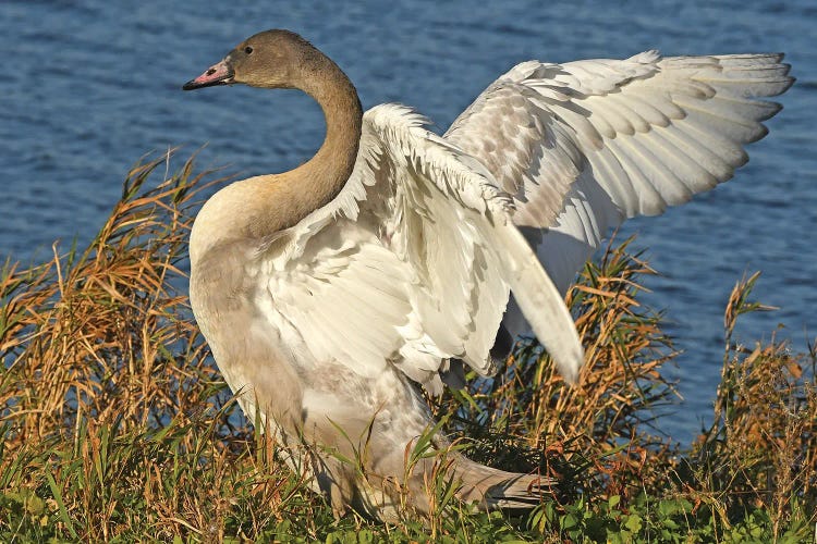 Big Stretch - Trumpeter Swan Cygnet