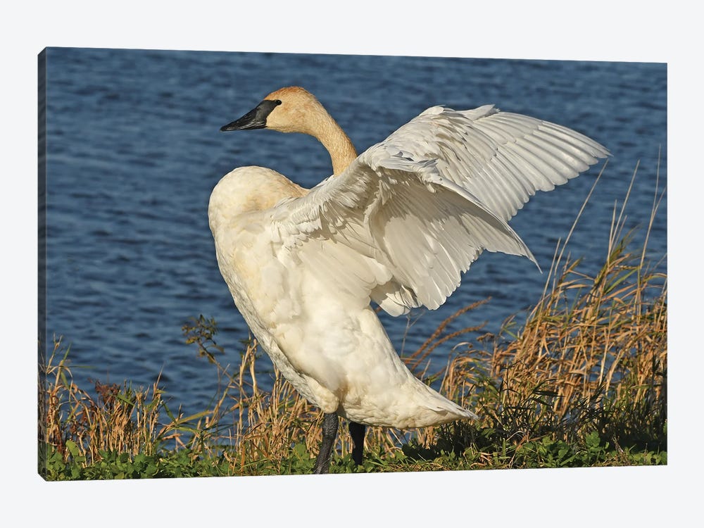 Stretching - Trumpeter Swan by Brian Wolf 1-piece Canvas Print