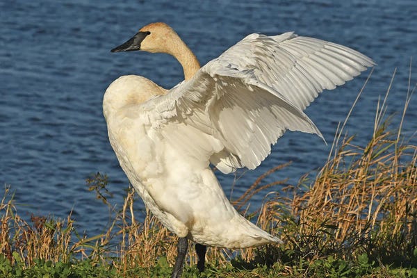 Brian Wolf: Stretching - Trumpeter Swan by Brian Wolf