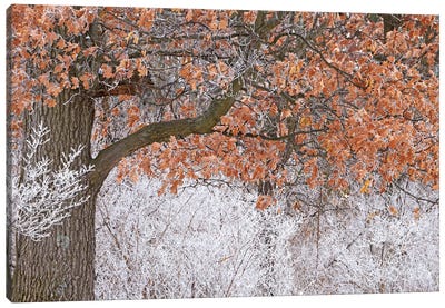 Rime Ice And Oak Tree Canvas Art Print - Brian Wolf