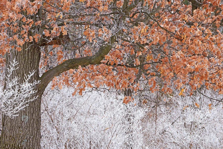 Rime Ice And Oak Tree