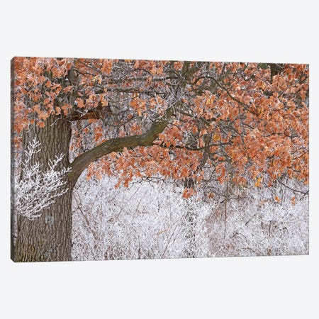 Rime Ice And Oak Tree Canvas Print #BWF588} by Brian Wolf Art Print