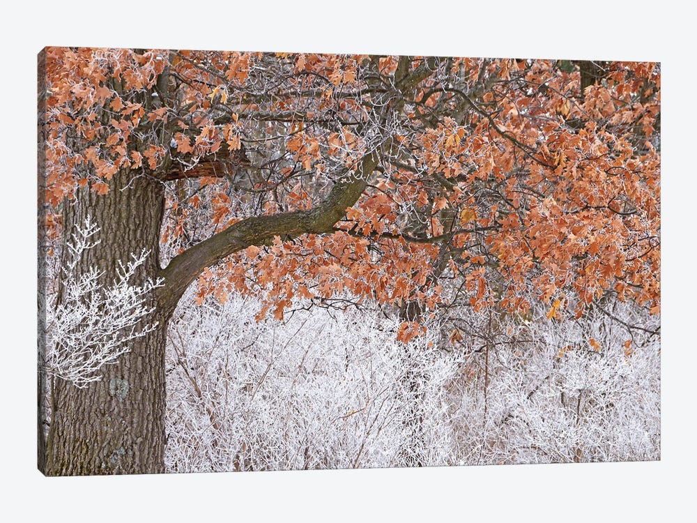 Rime Ice And Oak Tree by Brian Wolf 1-piece Canvas Art Print