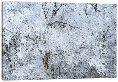 Rime Ice White Canvas Art Print - Brian Wolf