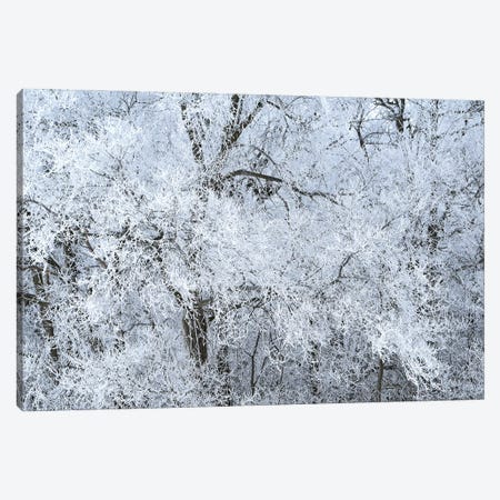 Rime Ice White Canvas Print #BWF589} by Brian Wolf Art Print