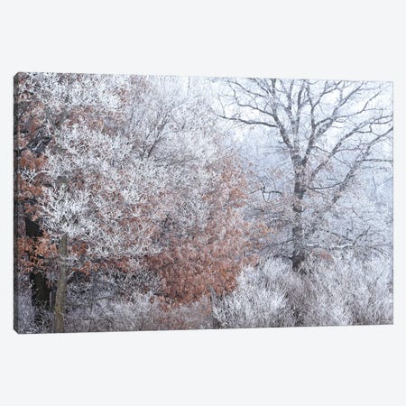 Rime Ice And Fog Canvas Print #BWF590} by Brian Wolf Canvas Wall Art