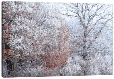 Rime Ice And Fog Canvas Art Print - Brian Wolf