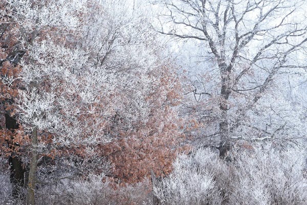 Brian Wolf: Rime Ice And Fog by Brian Wolf