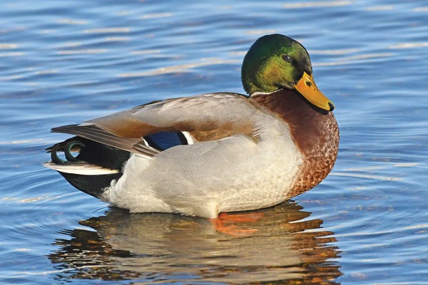 Brian Wolf: Handsome Mallard by Brian Wolf