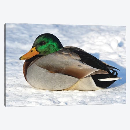 Cold Duck Canvas Print #BWF594} by Brian Wolf Canvas Print