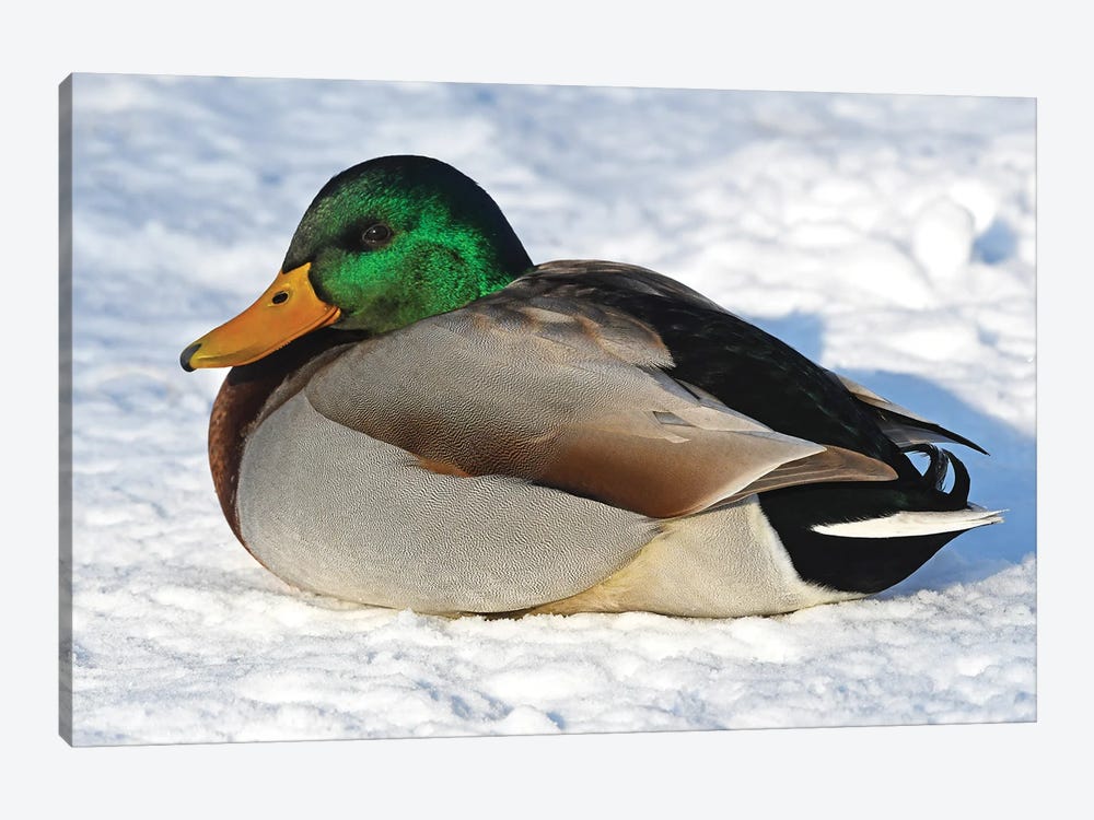 Cold Duck by Brian Wolf 1-piece Canvas Wall Art