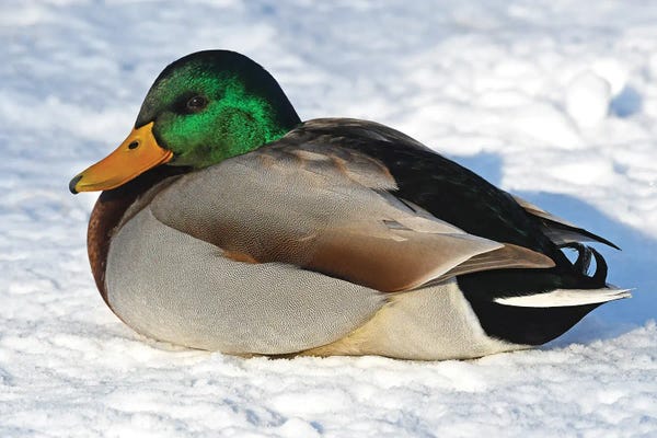 Brian Wolf: Cold Duck by Brian Wolf
