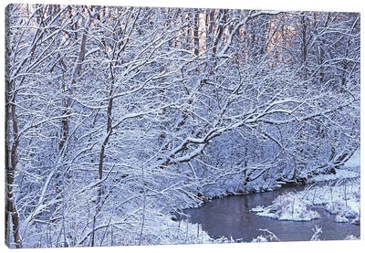 Covered In White Canvas Art Print - Brian Wolf