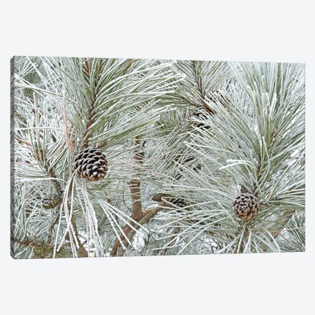 Pine Cones And Rime Ice Canvas Print #BWF598} by Brian Wolf Canvas Artwork