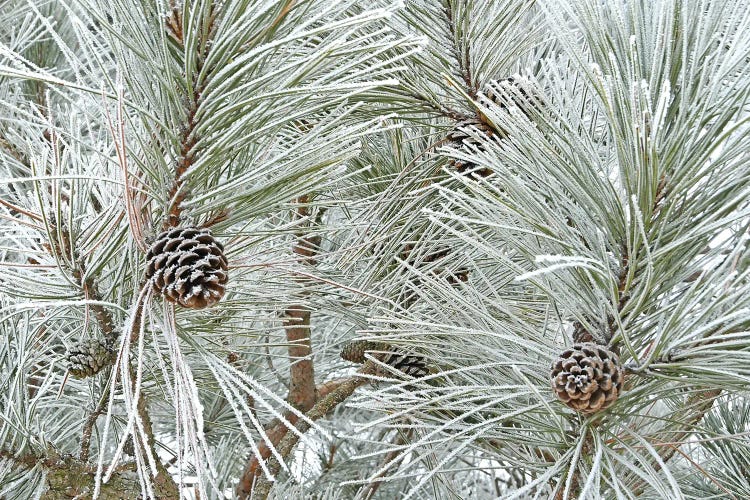 Pine Cones And Rime Ice