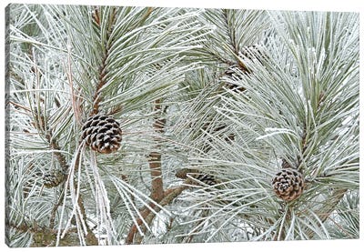 Pine Cones And Rime Ice Canvas Art Print - Brian Wolf