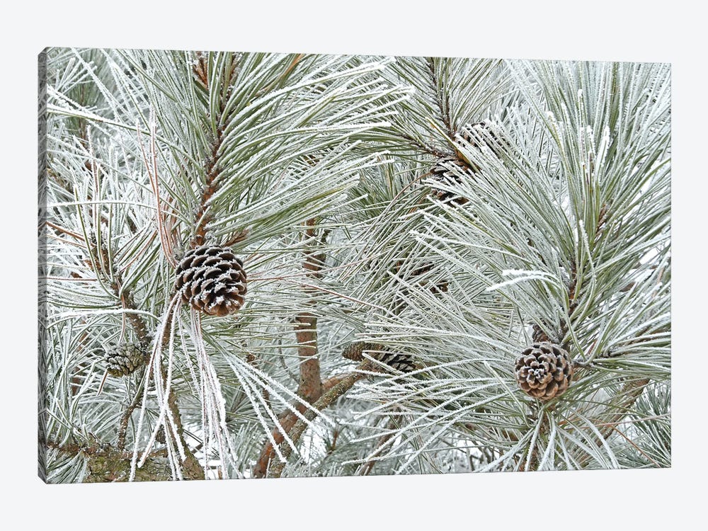 Pine Cones And Rime Ice by Brian Wolf 1-piece Canvas Artwork