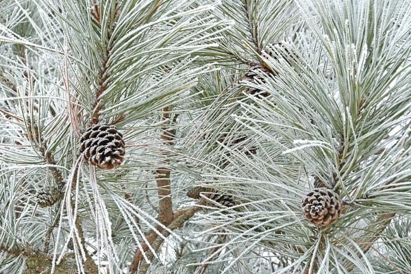 Brian Wolf: Pine Cones And Rime Ice by Brian Wolf