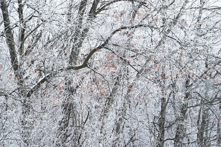 Ice On The Forest