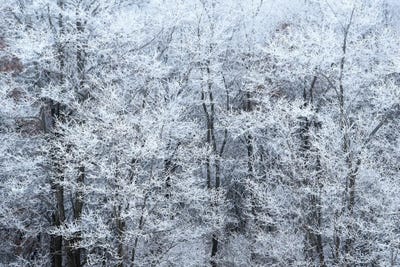 Winter Fog by Brian Wolf art print