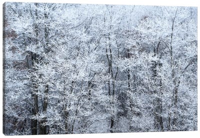 Winter Fog Canvas Art Print - Brian Wolf