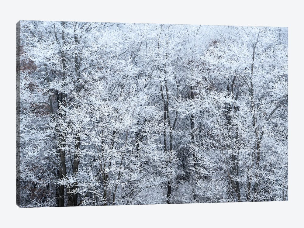 Winter Fog by Brian Wolf 1-piece Canvas Art Print