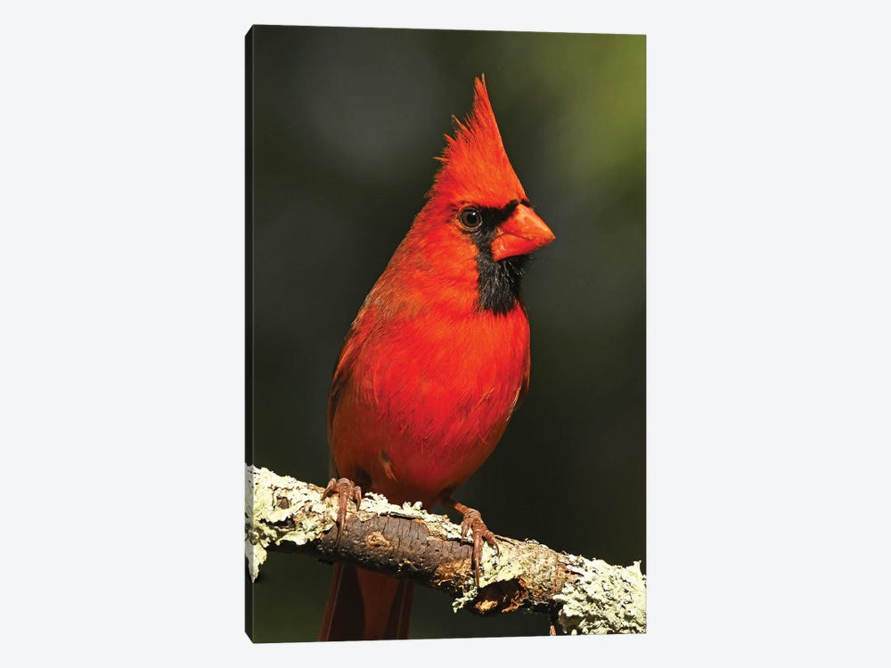 Northern Cardinal by Brian Wolf 1-piece Canvas Art