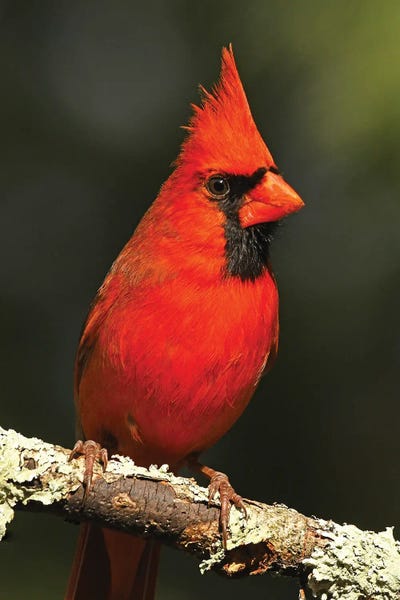 Brian Wolf: Northern Cardinal by Brian Wolf