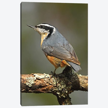 Red-breasted Nuthatch Canvas Print #BWF604} by Brian Wolf Canvas Print