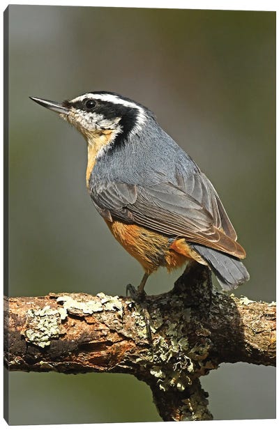 Red-breasted Nuthatch Canvas Art Print - Brian Wolf