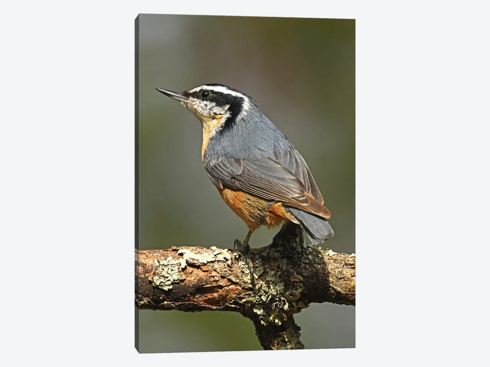 Red-breasted Nuthatch by Brian Wolf 1-piece Art Print