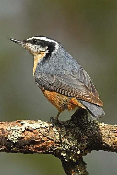 Nuthatches: Red-breasted Nuthatch by Brian Wolf
