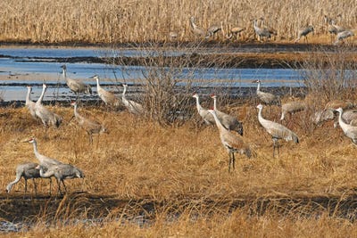 Sandhill Crane Migration by Brian Wolf art print