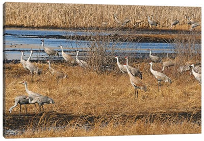 Sandhill Crane Migration Canvas Art Print - Crane Art