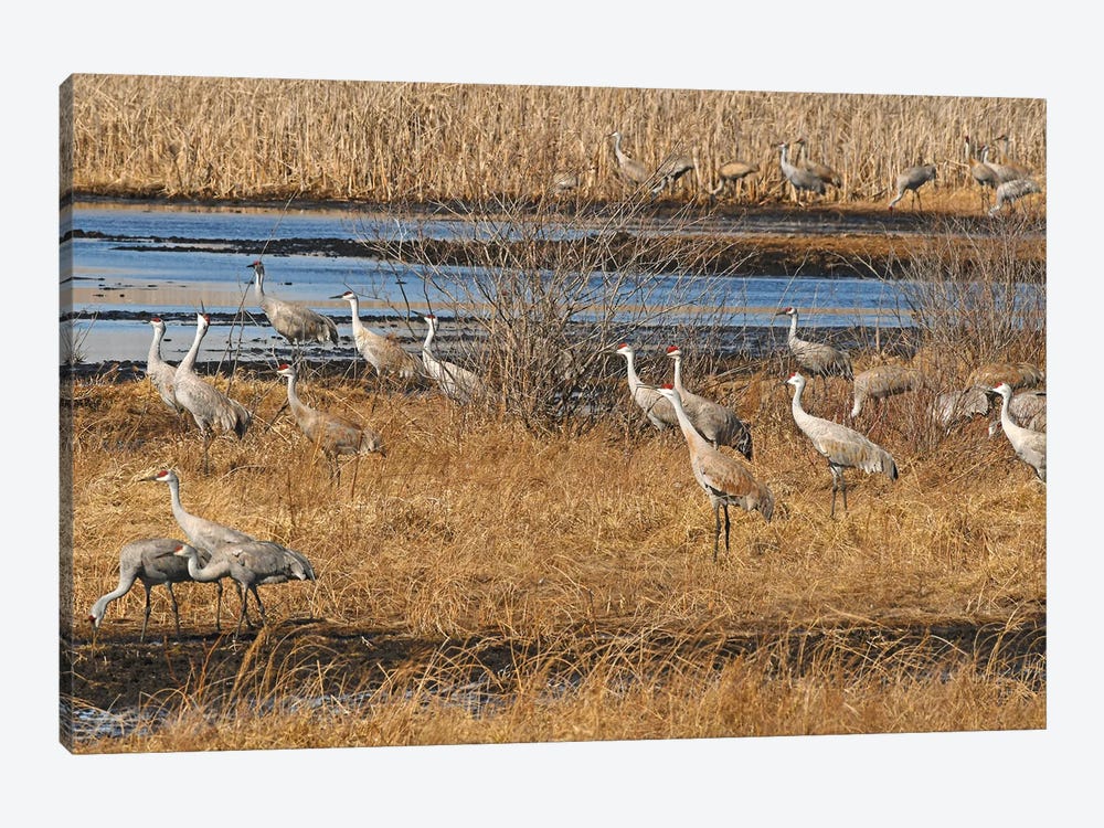 Sandhill Crane Migration by Brian Wolf 1-piece Canvas Art Print