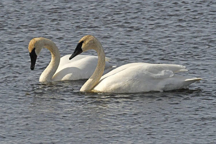 Trumpeter Swan Pair