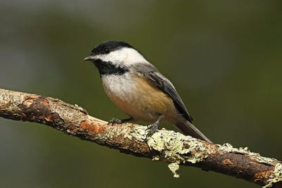 Black-capped Chickadee by Brian Wolf art print