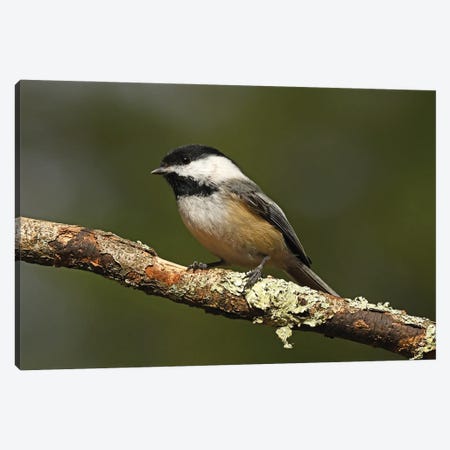 Black-capped Chickadee Canvas Print #BWF610} by Brian Wolf Canvas Print